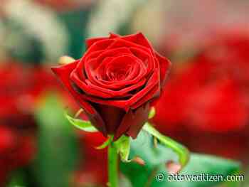 Kirschbaum: A few thoughts about divorce for Valentine's Day