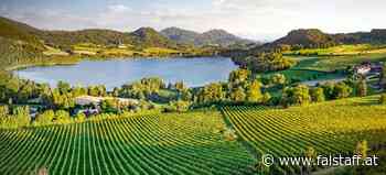 So wird der Weinjahrgang 2022 in Österreich