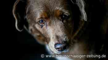 Bobi ist der älteste Hund der Welt