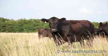 Patience is key in cattle cycle