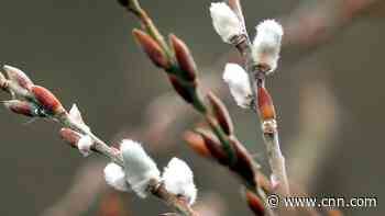 Flowers and trees blooming up to 3 weeks earlier than normal in the Eastern US