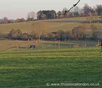 Pasteurellosis and Pneumonia in Sheep by Mei Thum, CLFS