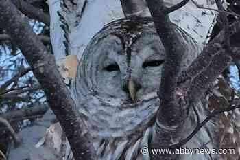 Owl rescued from Prince Edward Island field to be taken to Nova Scotia for treatment