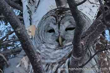 Owl rescued from Prince Edward Island field to be taken to Nova Scotia for treatment