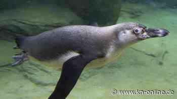 Zoo Frankfurt: Pinguin „Posi“ verschluckt Brillenbügel und muss operiert werden