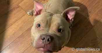 Two women fear 3 dogs caught near Odessa, Ont. on Sunday were abandoned