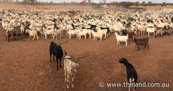 Which goats will need an eID tag - it's simpler than you think