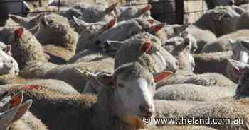 More than 9000 sheep on offer in online sale