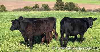 Genetic solution to phase out bobby calves