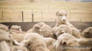 Australia's sheep flock grows by 15 million, offering improved export opportunities
