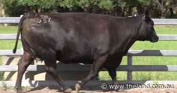 Prime Angus going out on a winning note with first of two female dispersals