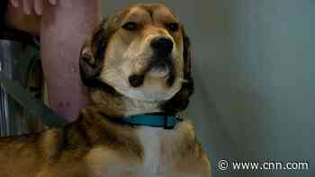 Dog runs away, makes 10-mile journey to surprise destination