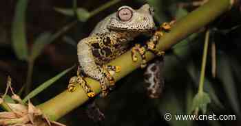 Frog Named for Lord of the Rings Creator Lives in a 'Universe of Fantasies'     - CNET