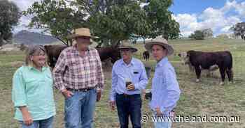Glenellerslie Hereford's 30th bull sale topped at $13,000| Photos