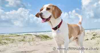 Six Valentine's Day gifts that could be dangerous for your pets, according to experts