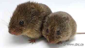 New research challenges the role of 'love hormone' in relationships