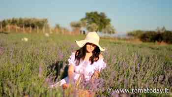 Apre il primo Lavandeto di Roma: una piccola Provenza nella Capitale