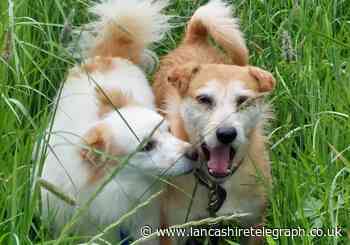 Home needed for dogs who had never been stroked in six years