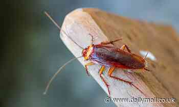 Name a cockroach after your ex for Valentine's Day at Texas zoo