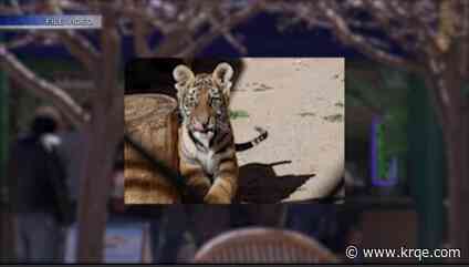 Tiger cub found in dog crate finds new home