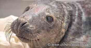 Seal injured after dog attack on Northumberland beach is now 'demolishing plenty of herring' after flipper surgery