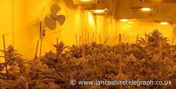 Large cannabis farm found in disused Blackpool business