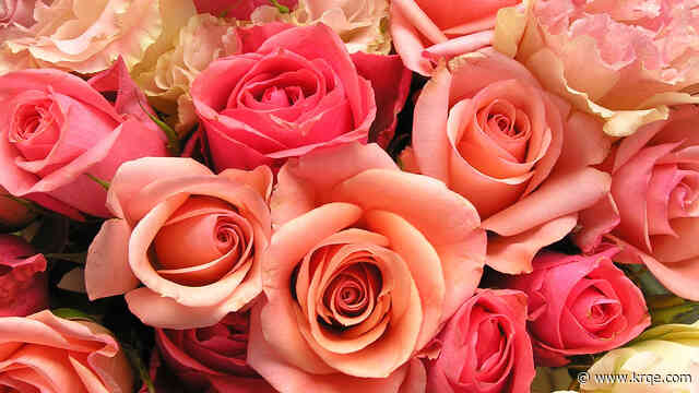 Study: How much will a dozen roses cost you?