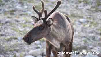 Sask. man fined $14K for illegally killing caribou