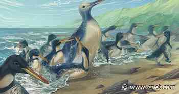 Scientists Find Fossil of Largest Penguin to Ever Roam Earth     - CNET
