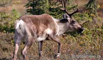 Illegal caribou hunting with snowmobiles and knife costs La Ronge men $18,600 in fines