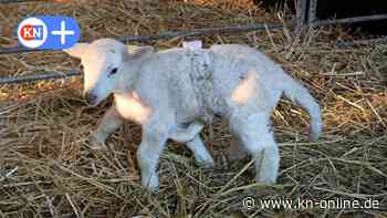 Torgau: Schaf mit sechs Beinen in Dorf in Sachsen geboren