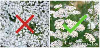 Valentine’s Day: Bouquet of flowers has Baby’s breath? It’s an invasive plant