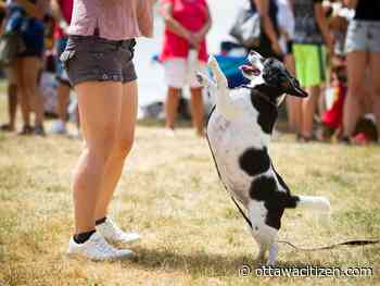 Dog owners, on notice: Leash scofflaws in city parks could mean more bylaw presence this summer
