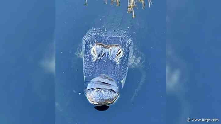 Alligator's mouth taped shut since December, says Florida resident