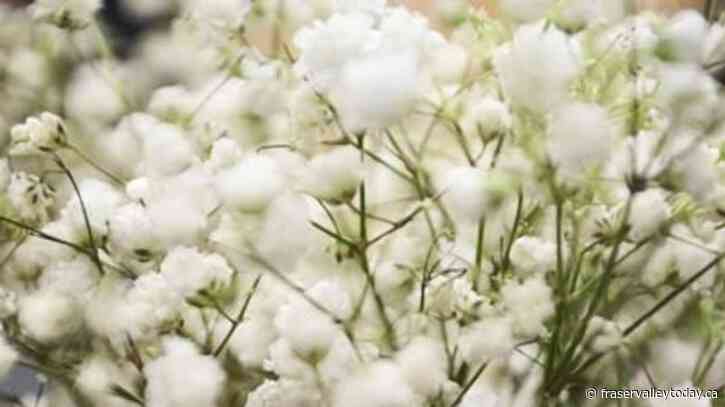 Show baby’s breath no love this Valentine’s Day, invasive species group warns