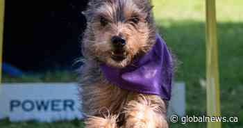 Ontario dog is just a little Hiccup during Super Bowl commercials