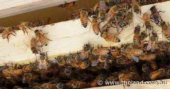 New Varroa mite detections cause eradication zone to grow