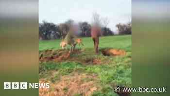 Wiltshire: Two more people arrested after hunt video's release