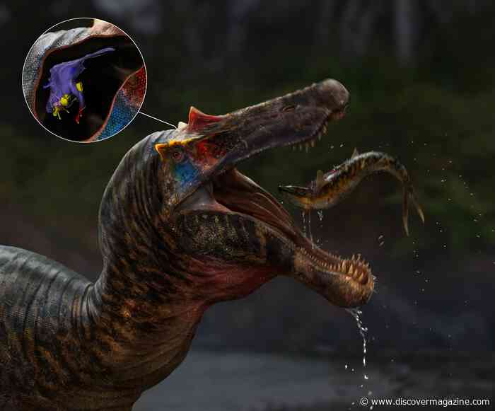 What Do The Reconstructed Brains of 125-Million-Year-Old Spinosaurs Tell Us?