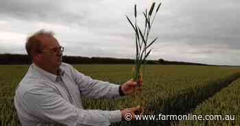 English farmer smashes world wheat yield record