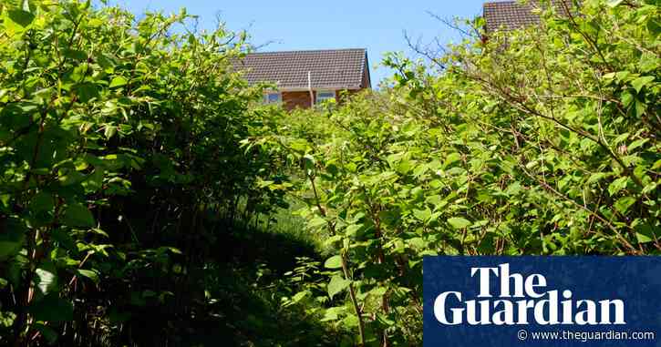 Legal victory in UK Japanese knotweed case could lead to more claims
