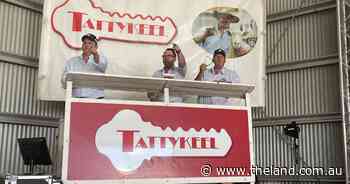 Aussie White rams to four states