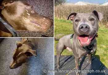 Burnley man filmed two dogs fighting a badger