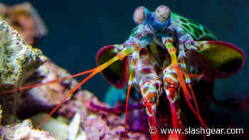 Why The U.S. Army Is Building A Robot That Can Punch Like A Mantis Shrimp