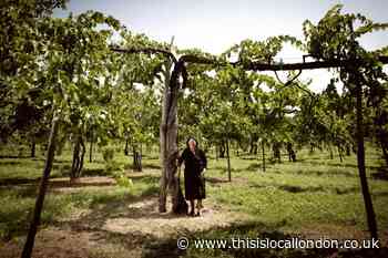 Wines from old vine wines are special but must be protected