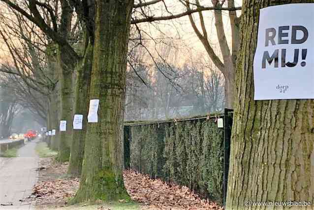 Dorp24 voert actie om 137 oude eiken Oelegemsteenweg alsnog te redden