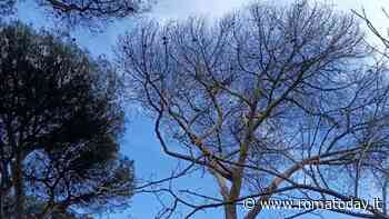 Cento pini da tagliare in una sola strada: per la loro sostituzione il municipio chiede aiuto al Campidoglio