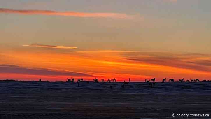 Cool and sunny in Calgary today