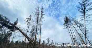 Warning as father and daughter lost in closed Northumberland wood led to safety by Mountain Rescue