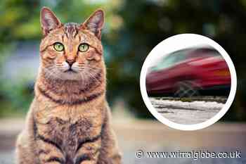 What to do if your car hits a cat as new law proposed to protect them